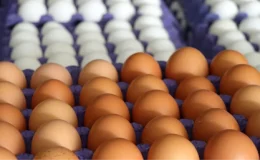 Yumurta Üreticilerine 98 Milyon TL İdari Para Cezası!